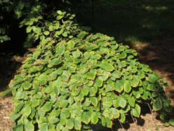 Japanische Zaubernuss 'Pendula', 100-125 cm, Hamamelis japonica 'Pendula', Containerware