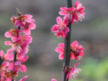 Japanische Zier-Aprikose 'Beni-shidare' / 'Beni Shidori' / 'Beni Chidori', 40-60 cm, Prunus mume 'Beni-shidare' / 'Beni Shidori' / 'Beni Chidori', Containerware