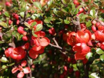 Japanische Zierquitte / Niedrige Scheinquitte, 40-60 cm, Chaenomeles japonica, Containerware