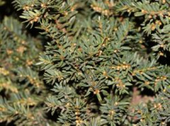 Japanische Zwergeibe 'Nana', 10-20 cm, Taxus cuspidata 'Nana', Topfware