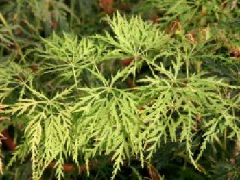 Japanischer Ahorn 'Green Cascade', 40-60 cm, Acer japonicum 'Green Cascade', Containerware