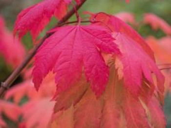 Japanischer Ahorn 'Indian Summer', 100-125 cm, Acer japonicum 'Indian Summer', Containerware