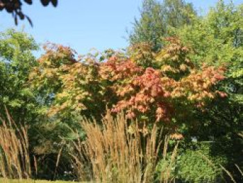 Japanischer Ahorn 'Vitifolium', 100-125 cm, Acer japonicum 'Vitifolium', Containerware