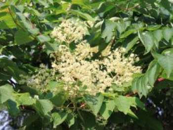 Japanischer Angelicabaum / Teufelskrückstock, 30-40 cm, Aralia elata, Containerware