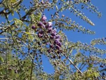 Japanischer Blauregen &#8218;Black Dragon&#8216;, 60-100 cm, Wisteria floribunda &#8218;Black Dragon&#8216;, Containerware