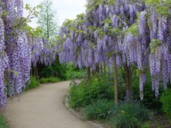 Blauregen 'Blue Dream', 100-150 cm, Wisteria 'Blue Dream', Containerware