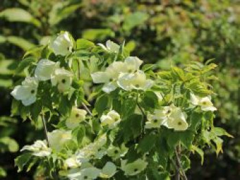 Japanischer Blumen-Hartriegel &#8218;Aurora&#8216;, 80-100 cm, Cornus kousa &#8218;Aurora&#8216;, Containerware