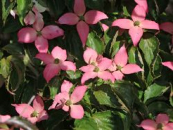 Japanischer Blumen-Hartriegel &#8218;Beni Fuji&#8216;, 40-60 cm, Cornus kousa &#8218;Beni Fuji&#8216;, Containerware