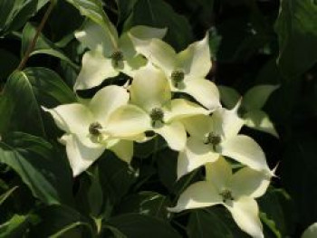 Japanischer Blumen-Hartriegel 'Bultinck's Giant Flower', 40-60 cm, Cornus kousa 'Bultinck's Giant Flower', Containerware