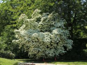 Japanischer Blumen-Hartriegel 'China Girl', 100-125 cm, Cornus kousa 'China Girl', Containerware