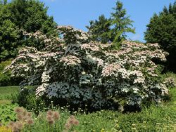 Japanischer Blumen-Hartriegel 'Eurostar', 100-125 cm, Cornus kousa 'Eurostar', Containerware