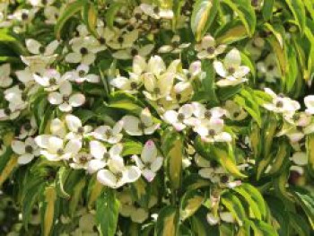 Japanischer Blumen-Hartriegel 'Goldstar', 60-80 cm, Cornus kousa 'Goldstar', Containerware