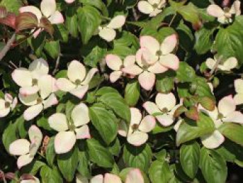 Japanischer Blumen-Hartriegel &#8218;Heart Throb&#8216;, 80-100 cm, Cornus kousa &#8218;Heart Throb&#8216;, Containerware