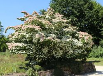 Japanischer Blumen-Hartriegel 'Kreuzdame', 100-125 cm, Cornus kousa 'Kreuzdame', Containerware