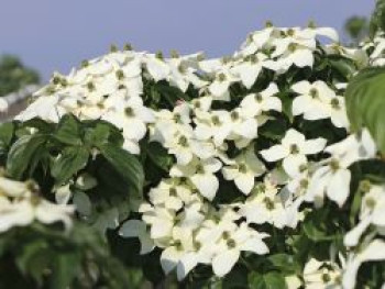 Japanischer Blumen-Hartriegel, 40-60 cm, Cornus kousa, Containerware