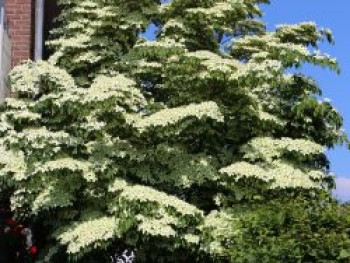 Japanischer Blumen-Hartriegel &#8218;Nicole&#8216;, 40-60 cm, Cornus kousa &#8218;Nicole&#8216;, Containerware