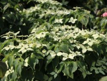 Japanischer Blumen-Hartriegel &#8218;Robert&#8217;s Selectie&#8216;, 40-60 cm, Cornus kousa &#8218;Robert&#8217;s Selectie&#8216;, Containerware