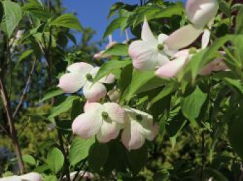 Japanischer Blumen-Hartriegel 'Rutgan Stellar Pink' ®, 100-125 cm, Cornus kousa 'Rutgan Stellar Pink', Containerware