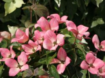 Japanischer Blumen-Hartriegel 'Satomi Compact', 30-40 cm, Cornus kousa 'Satomi Compact', Containerware