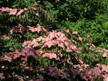 Japanischer Blumen-Hartriegel 'Satomi', 40-60 cm, Cornus kousa 'Satomi', Containerware