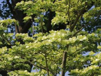 Japanischer Blumen-Hartriegel 'Venus' ®, 100-125 cm, Cornus kousa 'Venus' ®, Containerware