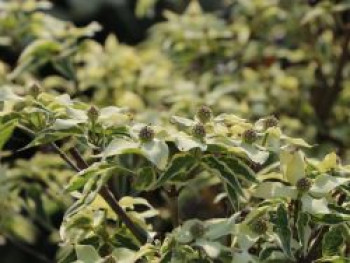 Japanischer Blumen-Hartriegel 'Wolf Eyes', 60-80 cm, Cornus kousa 'Wolf Eyes', Containerware
