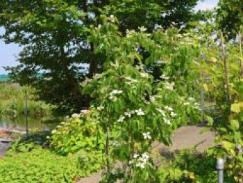 Japanischer Blumenhartriegel 'Flower Tower', 60-80 cm, Cornus kousa 'Flower Tower', Containerware