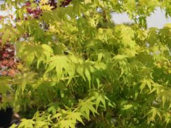 Japanischer Fächerahorn 'Aoyagi', 40-60 cm, Acer palmatum 'Aoyagi', Containerware