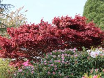 Japanischer Fächerahorn &#8218;Fireglow&#8216;, 40-60 cm, Acer palmatum &#8218;Fireglow&#8216;, Containerware