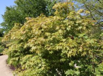 Japanischer Fächerahorn 'Osakazuki', 100-125 cm, Acer palmatum 'Osakazuki', Containerware