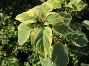 Japanischer Losbaum 'Variegatum', 20-25 cm, Clerodendrum trichotomum 'Variegatum', Containerware