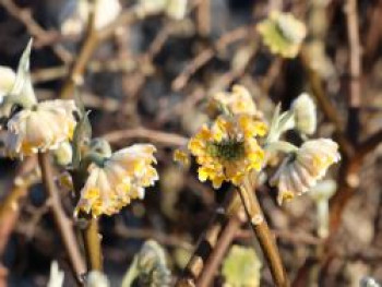 Japanischer Papierbusch &#8218;Grandiflora&#8216;, 40-60 cm, Edgeworthia chrysantha &#8218;Grandiflora&#8216;, Containerware