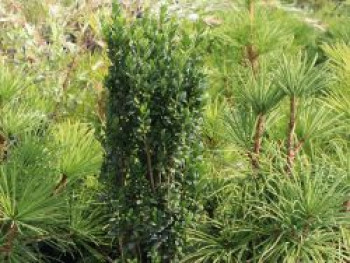 Japanischer Säulenilex / Säulen-Berg-Ilex 'Fastigiata', 20-30 cm, Ilex crenata 'Fastigiata', Containerware