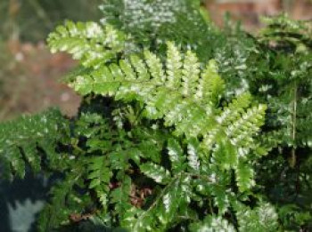 Japanischer Schildfarn, Polystichum polyblepharum, Topfware