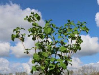 Japanischer Schneeball 'Cardinal Candy' ®, 40-60 cm, Viburnum dilatatum 'Cardinal Candy' ®, Containerware