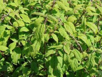 Japanischer Schneeball 'Kilimandjaro', 80-100 cm, Viburnum plicatum 'Kilimandjaro', Containerware XXL