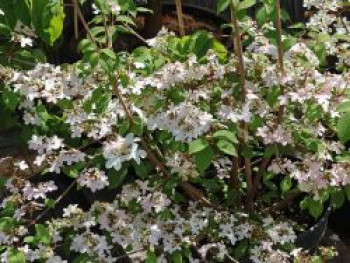 Japanischer Schneeball 'Kilimandjaro Sunrise', 60-80 cm, Viburnum plicatum 'Kilimandjaro Sunrise', Containerware