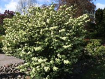 Japanischer Schneeball &#8218;Popcorn&#8216;, 40-60 cm, Viburnum plicatum &#8218;Popcorn&#8216;, Containerware