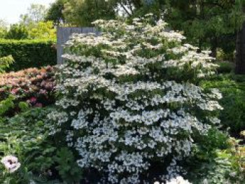 Japanischer Schneeball &#8218;Summer Snowflake&#8216;, 20-30 cm, Viburnum plicatum &#8218;Summer Snowflake&#8216;, Containerware