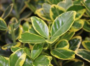 Japanischer Spindelstrauch 'Marieke', 30-40 cm, Euonymus japonicus 'Marieke', Containerware