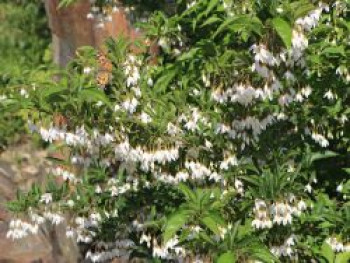 Japanischer Storaxbaum / Japanischer Schneeglöckchenbaum, 40-60 cm, Styrax japonica, Containerware