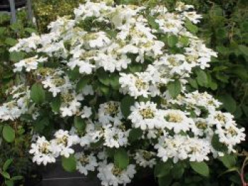 Japanischer Zwerg-Schneeball 'Watanabe', 125-150 cm, Viburnum plicatum 'Watanabe', Containerware