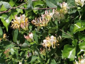 Japanisches Geißblatt 'Purpurea', 60-100 cm, Lonicera japonica 'Purpurea', Containerware