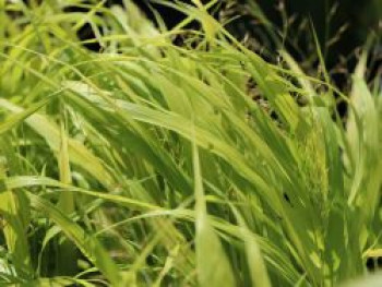 Japanisches Goldberggras 'All Gold', Hakonechloa macra 'All Gold', Containerware