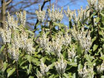 Japanisches Schattenglöckchen, 20-25 cm, Pieris japonica, Containerware