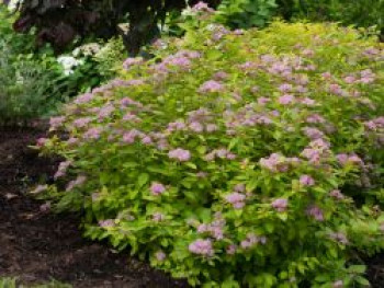 Japanspiere Proven Winners ® Double Play ® &#8218;Big Bang&#8216;, Spiraea japonica Proven Winners ® Double Play ® &#8218;Big Bang&#8216;, Containerware