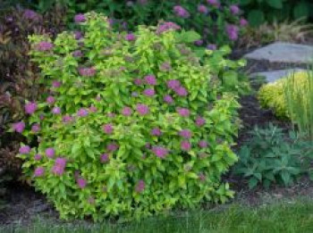 Japanspiere Proven Winners ® Double Play ® &#8218;Gold&#8216;, 10-20 cm, Spiraea japonica Proven Winners ® Double Play ® &#8218;Gold&#8216;, Containerware