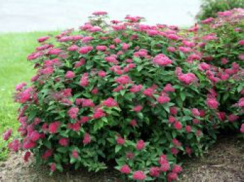 Japanspiere Proven Winners ® Double Play ® 'Red, 10-15 cm, Spiraea japonica Proven Winners ® Double Play ® 'Red', Containerware