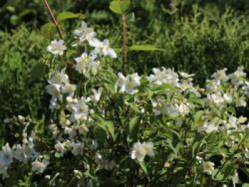 Jasmin 'Lemoinei', 30-40 cm, Philadelphus 'Lemoinei', Containerware