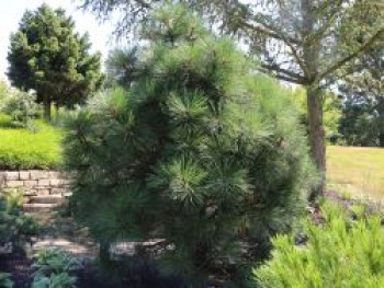 Jeffrey-Kiefer 'Joppi', 30-40 cm, Pinus jeffreyi 'Joppi', Containerware